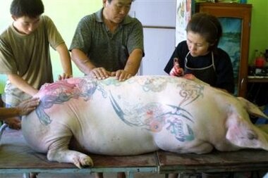 Tattoo Apprentice Practicing on Pig