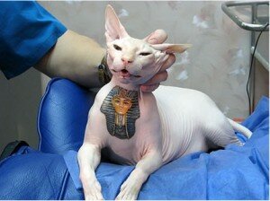 tattoo-cats